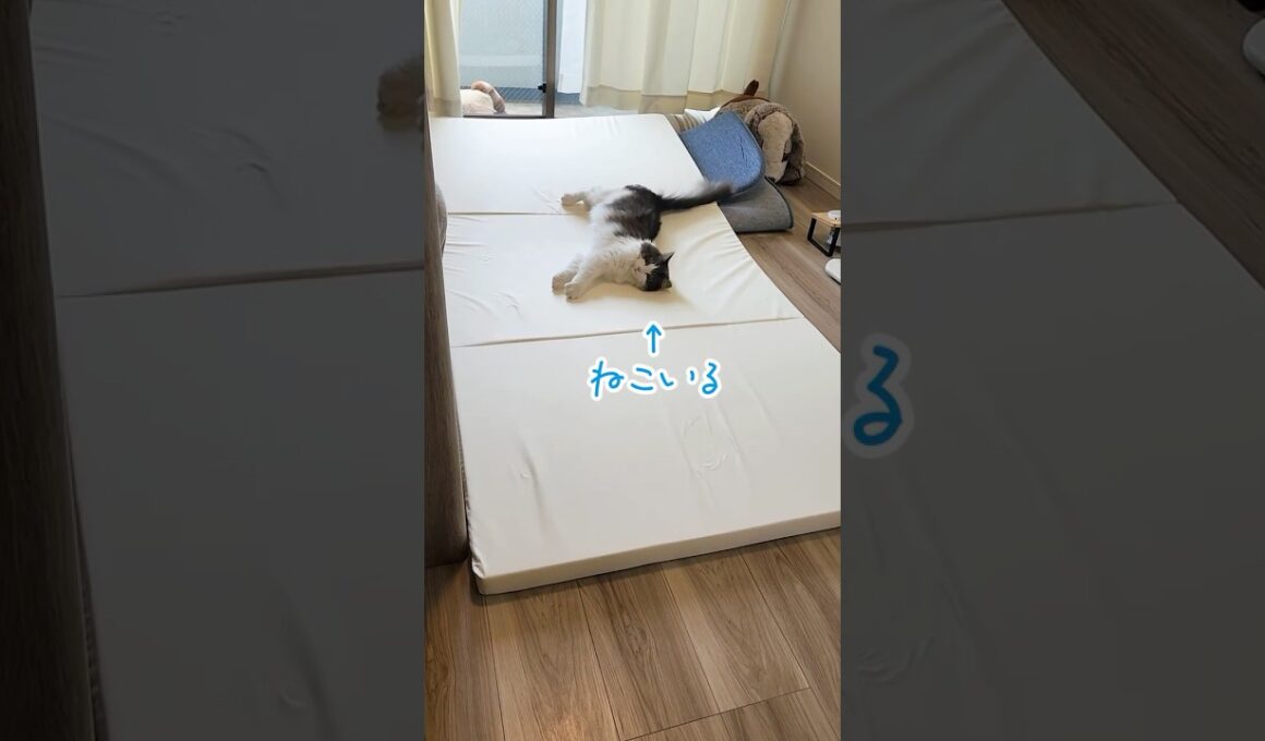 夏用ラグに替えようとしたら…