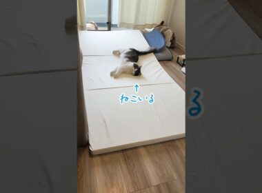 夏用ラグに替えようとしたら…