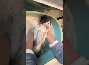 The Real Reason Your Cat Hates Bath Time 😭