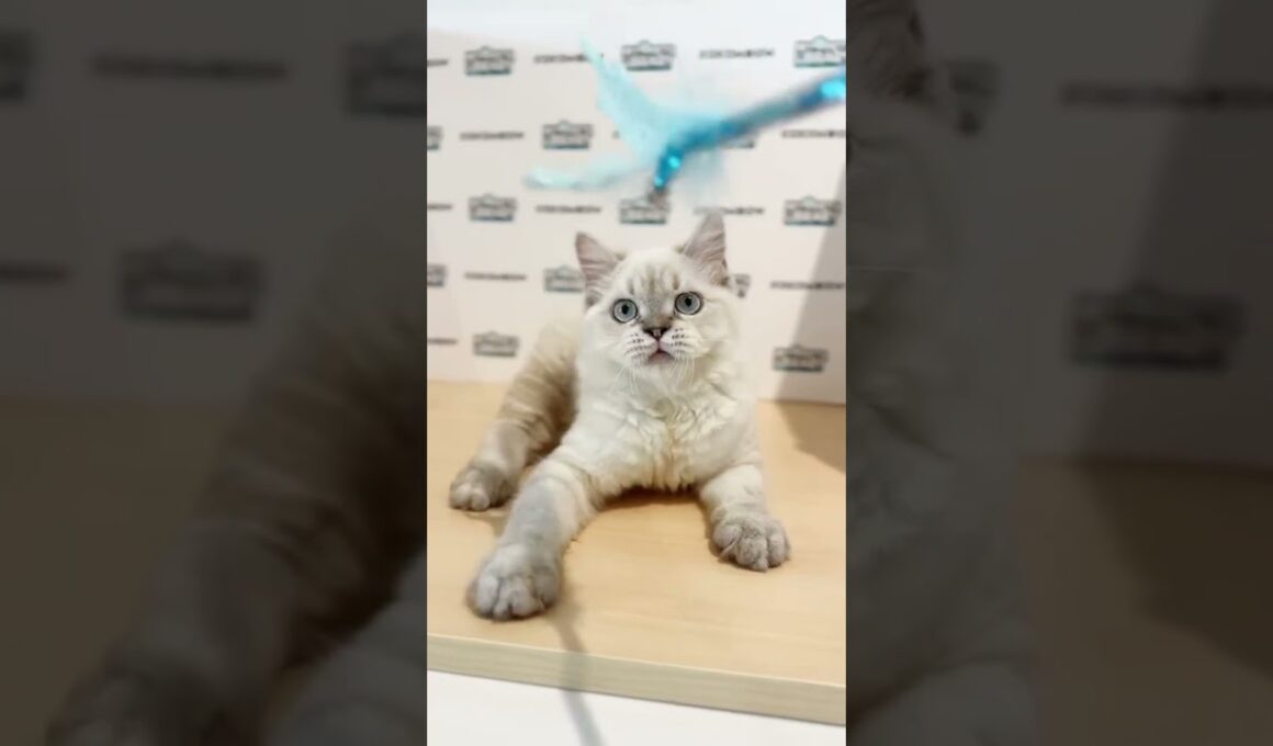 KKM Himalayan Persian Kitten (Male)