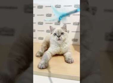 KKM Himalayan Persian Kitten (Male)