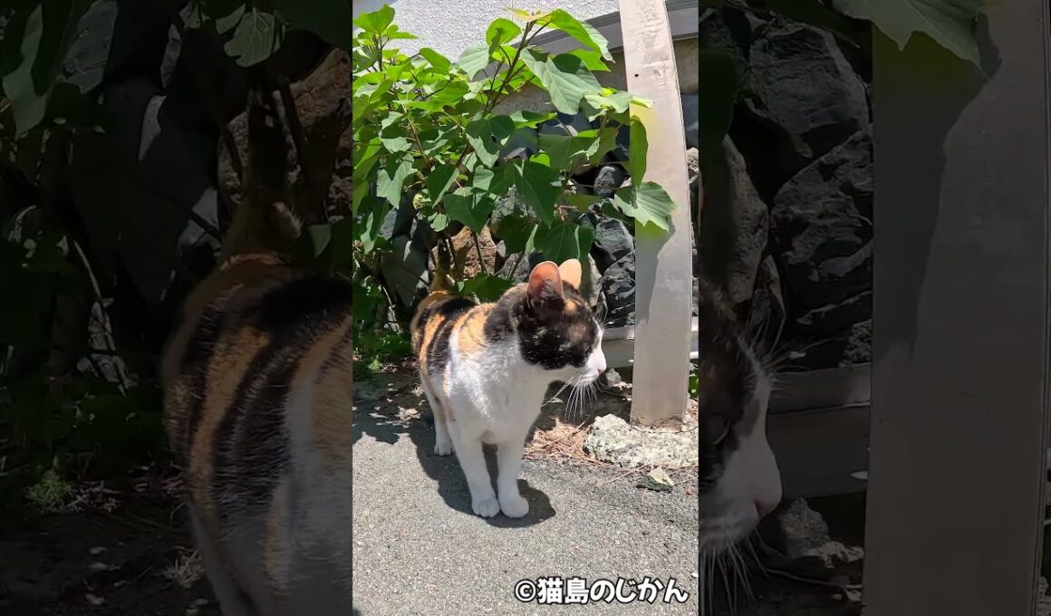 少しずつ、でも確実に猫達に包囲されていく #猫 #cat