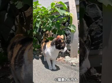 少しずつ、でも確実に猫達に包囲されていく #猫 #cat
