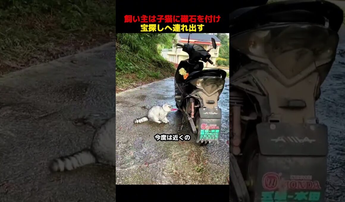 飼い主は子猫に磁石を付け、宝探しへ連れ出す！