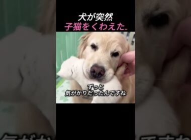 犬が突然、子猫をくわえた…でも連れて行った先が