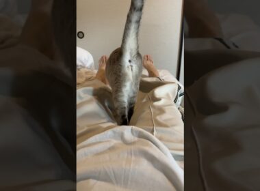 そこ来ちゃうの？ #元保護猫 #シャムトラ