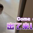 バーマン猫ラフ【出て来い！】Come out!（バーマン猫）Birman/Cat