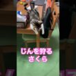 大型犬を狩る猫 #メインクーンミックス #猫のいる暮らし #犬と猫