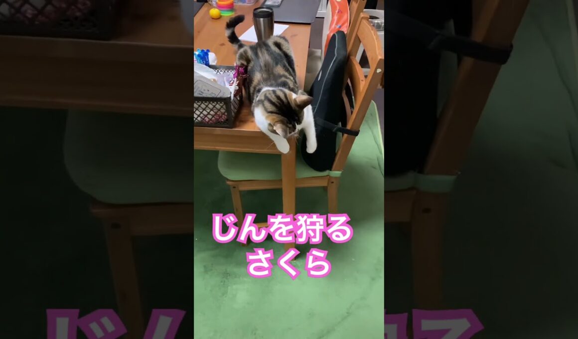 大型犬を狩る猫 #メインクーンミックス #猫のいる暮らし #犬と猫