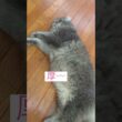 暑いねー #ねこ動画 #アメリカンカール