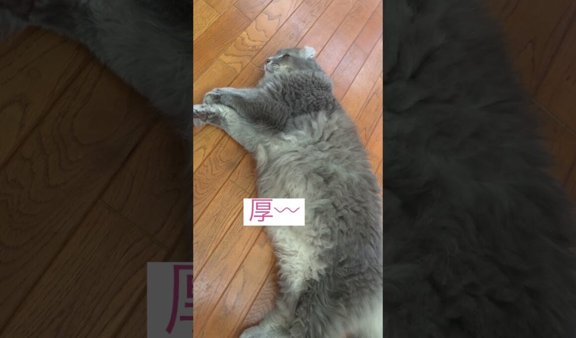暑いねー #ねこ動画 #アメリカンカール