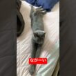 スイマー猫#ロシアンブルー #猫 #cat #shorts