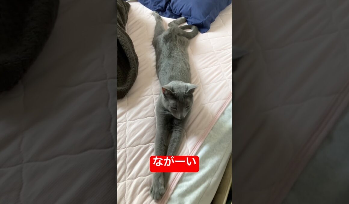 スイマー猫#ロシアンブルー #猫 #cat #shorts