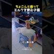 ちょこんと座ってミルクを飲む子猫