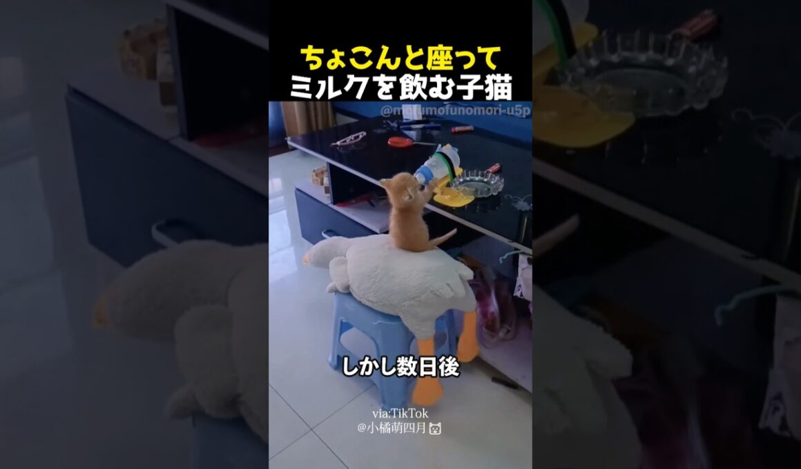 ちょこんと座ってミルクを飲む子猫