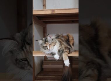 椿さんはトービーのメインクーン美人