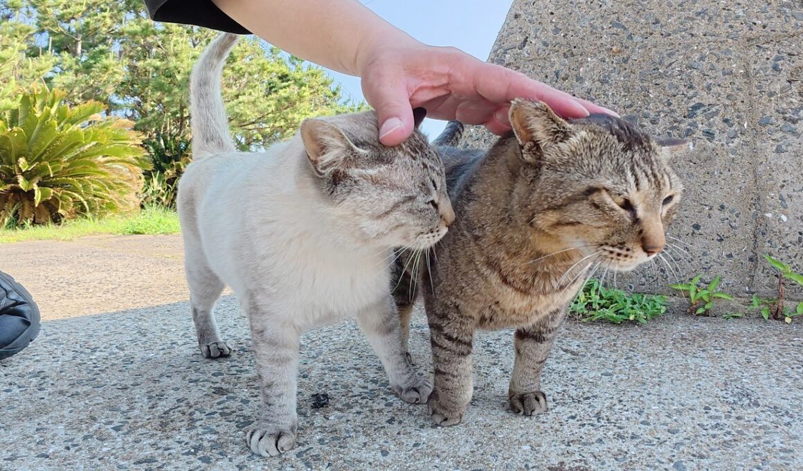 他の猫をモフると、嫉妬深いシャム猫ちゃんが突撃して甘えてくる
