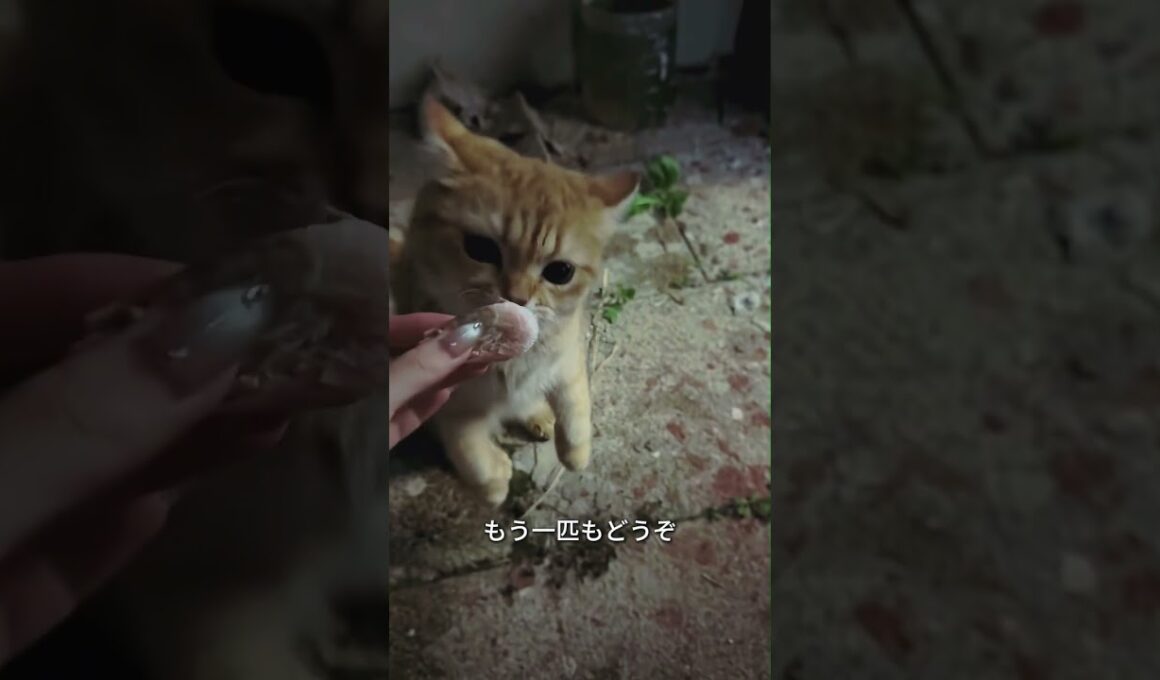 エビをあげたら、お家までついてきた子猫ちゃん🥹🐱