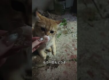 エビをあげたら、お家までついてきた子猫ちゃん🥹🐱