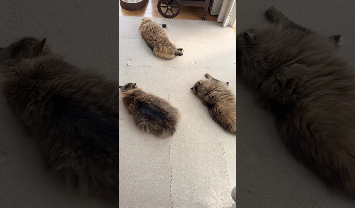 いろんな猫がいるよ😏【サイベリアン・多頭飼い】 #shorts #サイベリアン  #多頭飼い