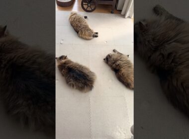 いろんな猫がいるよ😏【サイベリアン・多頭飼い】 #shorts #サイベリアン  #多頭飼い