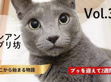 【ロシアンとブリ坊〜ようやく遊べるようになりました】#猫#ロシアンブルー #ブリティッシュショートヘアー#かわいい