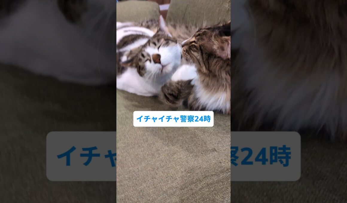 イチャイチャは見過ごせない猫 #メインクーン #猫のいる暮らし #cat