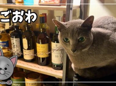 仕事終わり、猫との夜ルーティン
