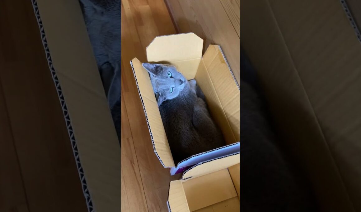 【猫のいる暮らし】ロシアンブルーを探す