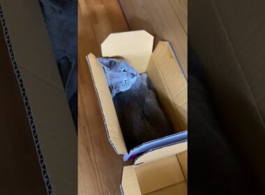 【猫のいる暮らし】ロシアンブルーを探す