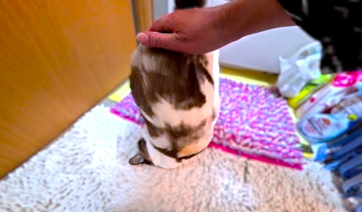 毎夜風呂へついて来て垂直になるシャム系茶白猫🛀🚿