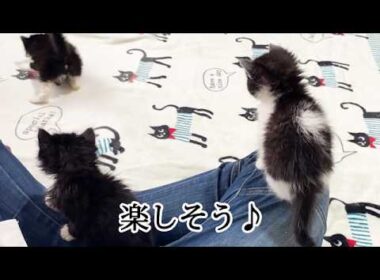 【保護1日目】すぐに慣れて楽しそうな子猫たち