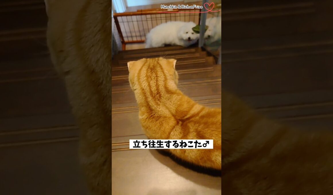 【マンチカン＆ビションフリーゼ】階段で膠着状態になるもふ犬と短足猫 【犬と猫、両方飼ってると毎日かわいい♥】