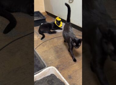 シャム猫のパンダ「なんだ、あの生物は」エリザベスカラーを付けた黒猫の黒夢に好奇心