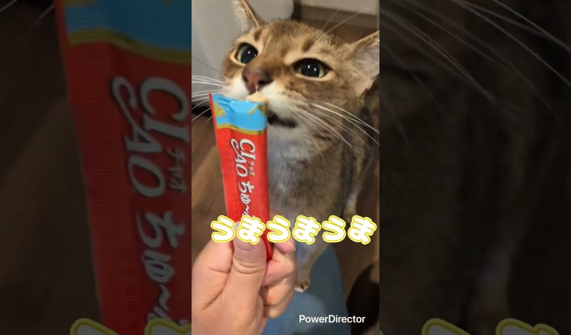 アビシニアンのバルンくん　もっとオヤツが欲しくアピールするバルンくんが可愛い