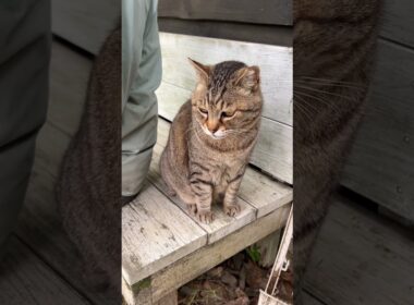 なぜかそっと寄り添う猫