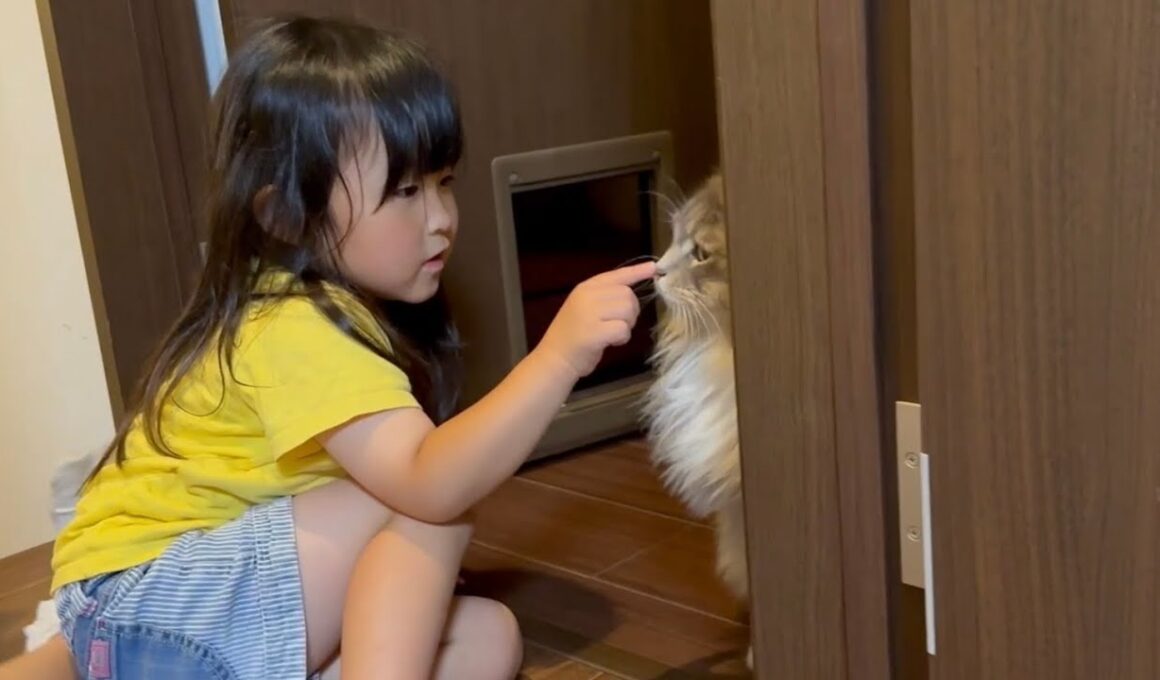 見られてないうちに髪留めで遊ぶ猫　サイベリアンThe cat plays with a hair clip when no one is looking. Siberian