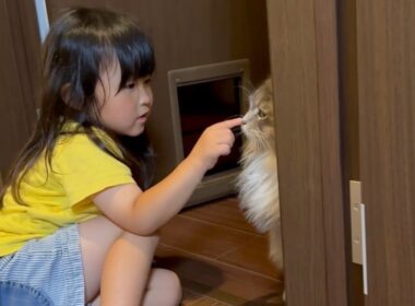 見られてないうちに髪留めで遊ぶ猫　サイベリアンThe cat plays with a hair clip when no one is looking. Siberian