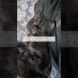 急に膝に乗り出した子猫の寝顔が[猫short]