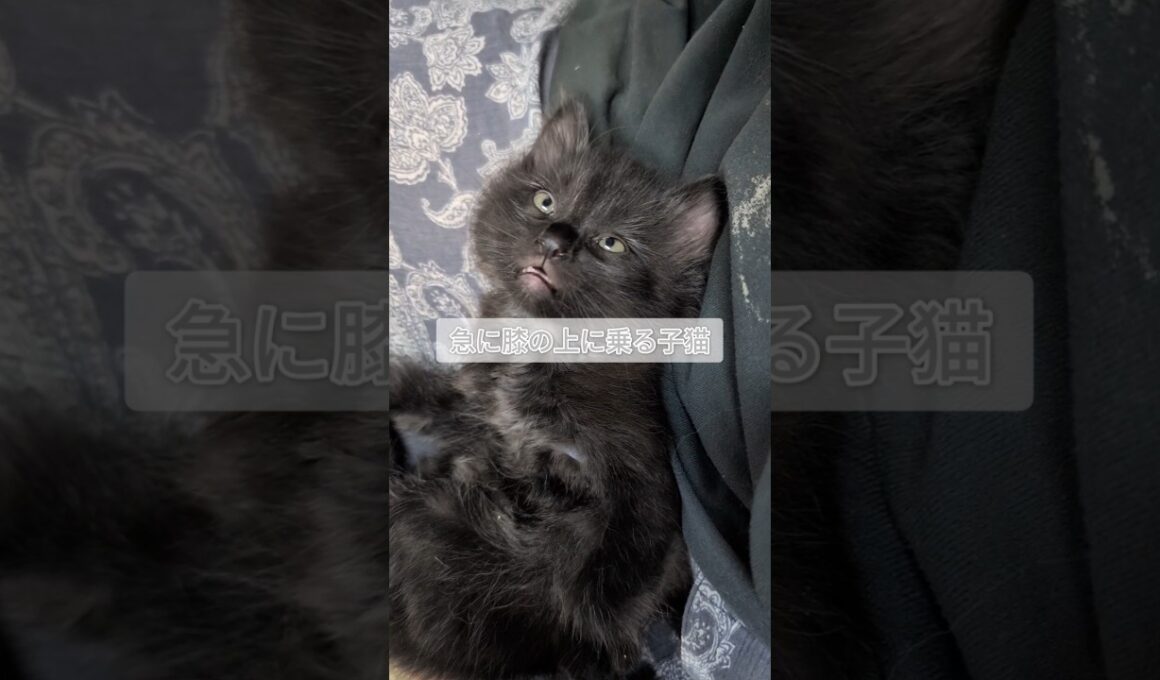 急に膝に乗り出した子猫の寝顔が[猫short]