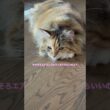 床ねこ #猫のいる暮らし #にゃんグラム #猫のいる生活 #cat #ボンベイ #メインクーン