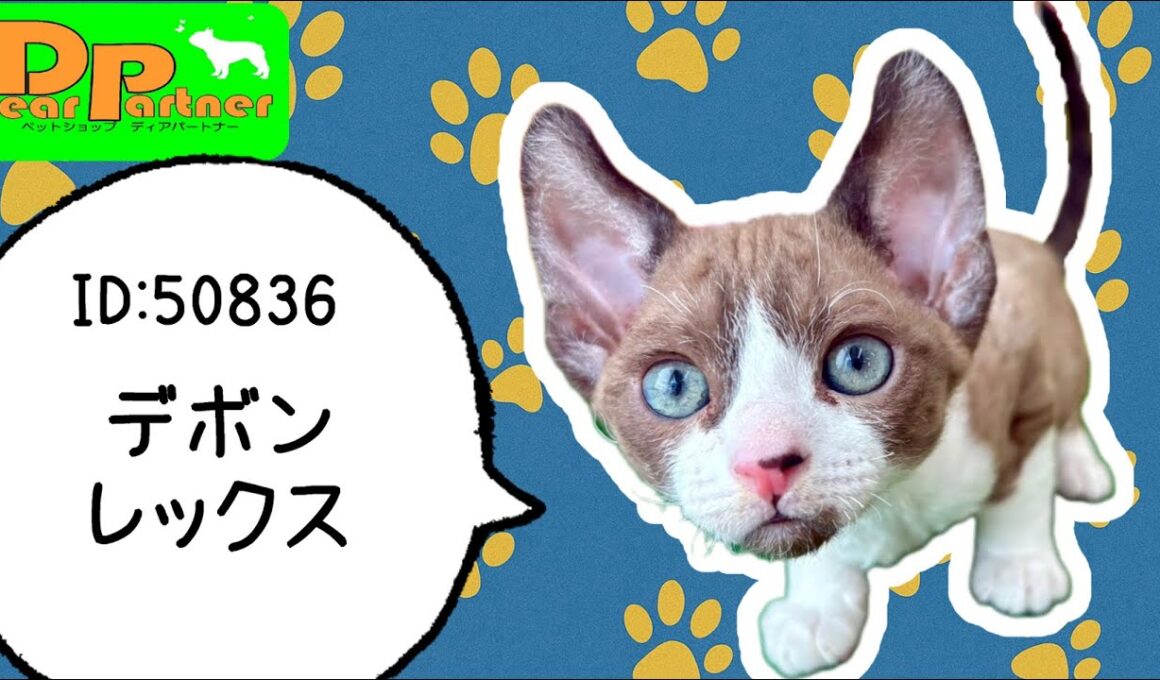 ID:50836　デボンレックス♂