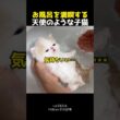 お風呂を満喫する天使のような子猫