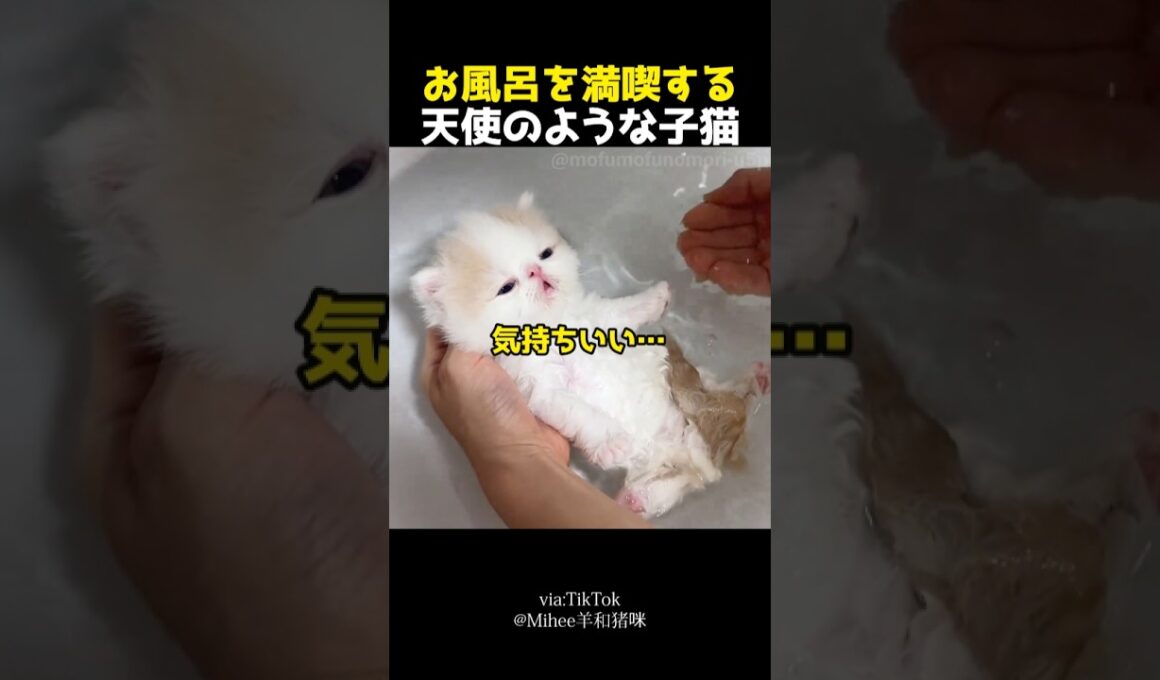 お風呂を満喫する天使のような子猫