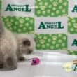 ヒマラヤン 2606010 【ペットショップエンゼル　子犬・子猫販売】