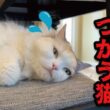 お風呂に入りたくなくて仮病を使う猫がこちら