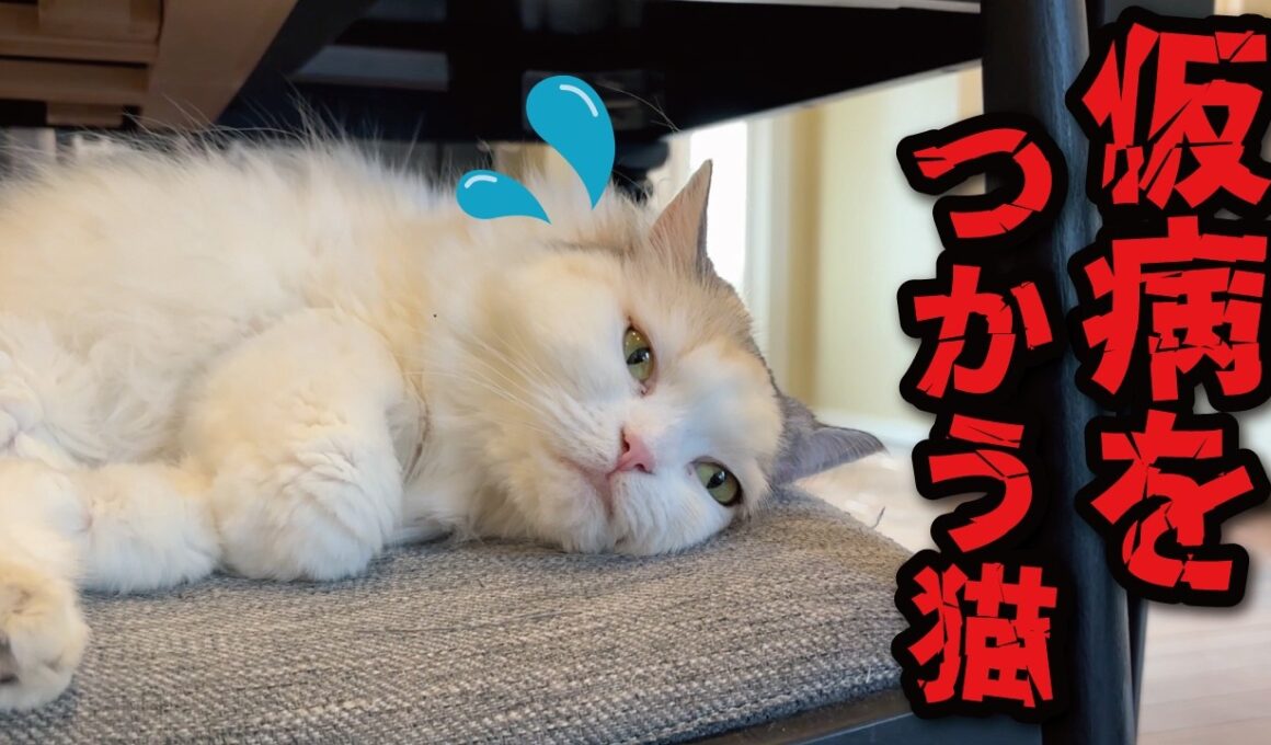 お風呂に入りたくなくて仮病を使う猫がこちら