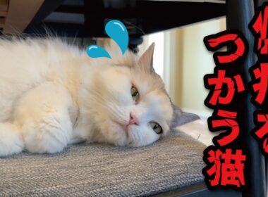 お風呂に入りたくなくて仮病を使う猫がこちら