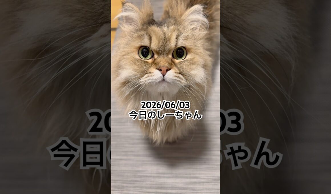 2026/06/03今日のしーちゃん #猫 #ペルシャ #シエル #cat #猫のいる暮らし