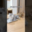 紙を独り占めしたい猫 【サイベリアン】 #Shorts